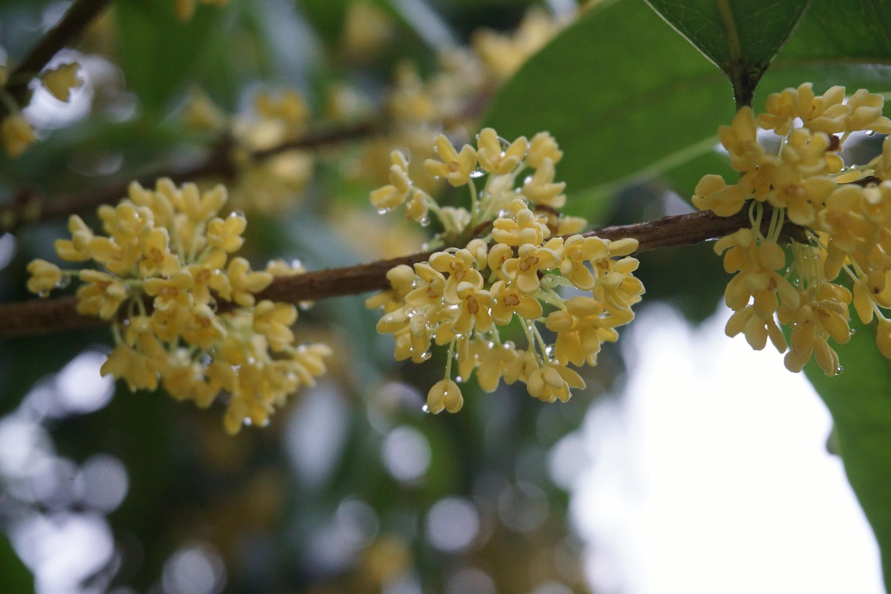 osmanthus blossoms